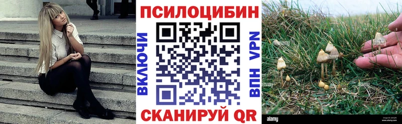 Псилоцибиновые грибы Psilocybe Хадыженск